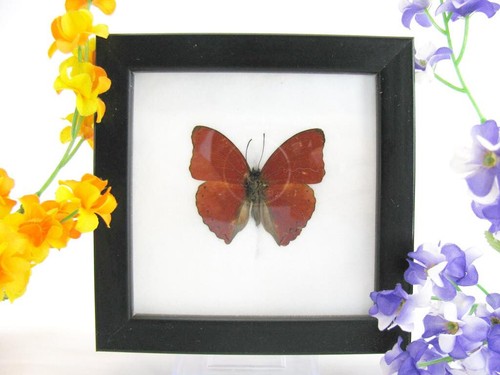 Red glider echter - red,