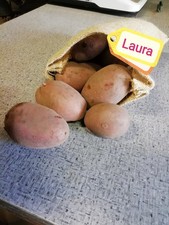 ***BIO-KARTOFFELN LAURA, vfk