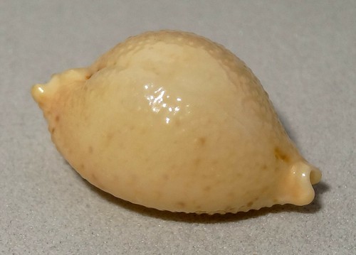 Meeresschnecke cypraea - meeresschnecke,