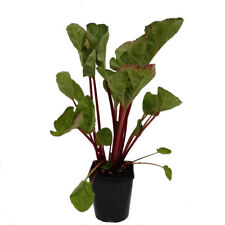 Rhabarber Pflanze Canada Red kräftig rotstielige Sorte gesund 3 - 5 Liter Topf