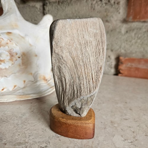 Fossil skulptur versteinertes - fossil,
