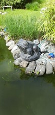 Brunnen Frosch König Tier