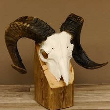Schaf Heidschnucke Widder Schädeltrophäe Skudde Gehörn Schädel Trophäe