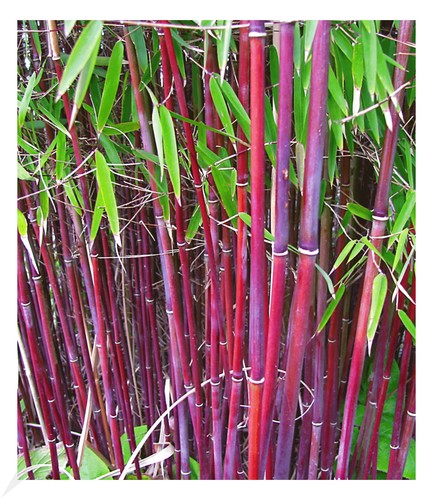 Roter bambus chinese - roter,