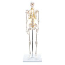 Mini Skelett Anatomie Modell