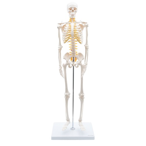 Mini skelett anatomie modell - anatomie,