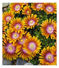 Bodendecker Delosperma 'Fire