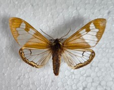 Dysschema marginalis aus Venezuela Schmetterlinge Entomologie