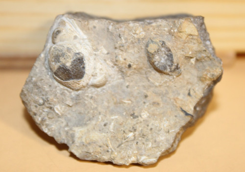 Ananaspis fecunda ober silur - fecunda, ober-silur