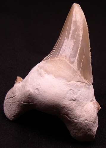 Haizahn fossil otodus obliquus - haizahn,