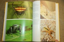 Fachbuch Kleintiere im Terrarium Spinnen Skorpione Heuschrecken DDR 1989