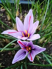 Knollen vom Krokus - Sativus