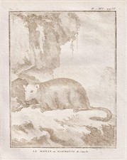 Monax Murmeltier Marmot Tiere