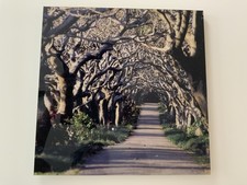 Kunst-Edition, Avenue of trees in botanical garden, Signiert mit Zert. Lumas