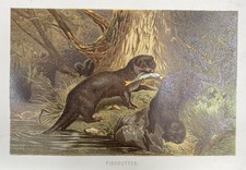 Originalgrafik Fauna