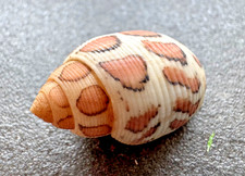 Acteon eloiseae (Abbott, 1973) – ca. 28 mm – Oman – Sammlerexempl