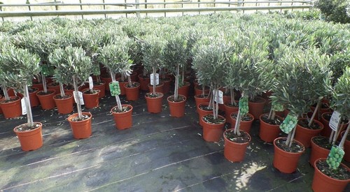 Olivenbaum stamm olive - olivenbaum,