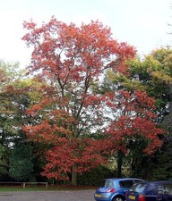 Roteiche quercus rubra - quercus,