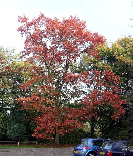 Roteiche quercus rubra - roteiche,