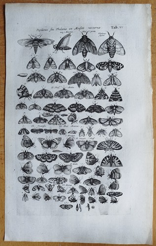 Schmetterlinge falter - schmetterlinge,