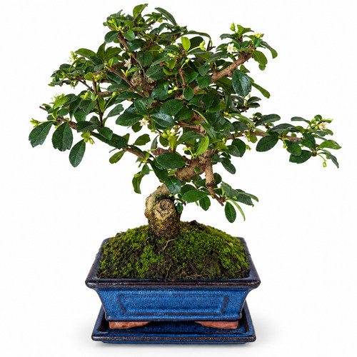 Bonsai fukientee baum carmona - fukientee-baum,