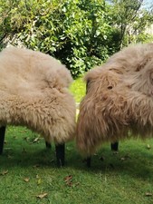 Echte Schaffelle | Bis 155cm |