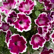 Petunie love purple - petunie, 'love