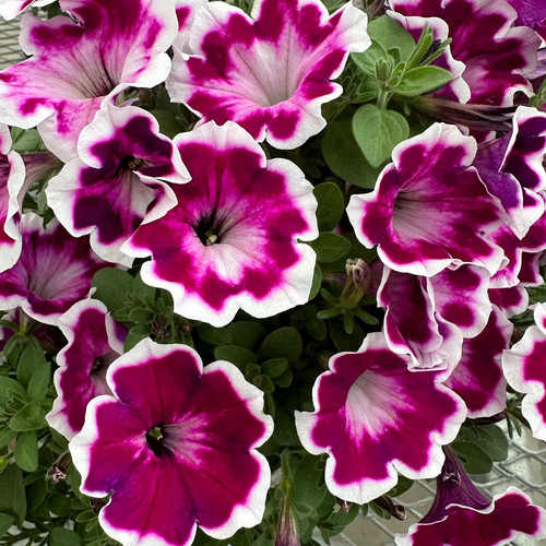 Petunie love purple - petunie, purple'