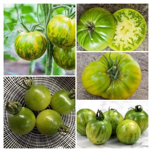 Grüne tomaten samenmischung - grÜne,