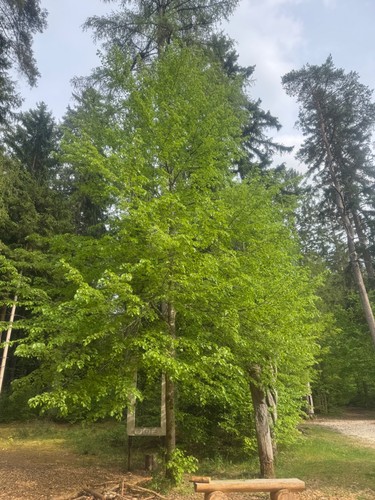 Samen linde tilia - samen, –