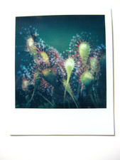 N. ARAKI: ORIGINAL POLAROID "KARNIVOREN" HANDSIGNIERT MIT ZERTIFIKAT RAR!