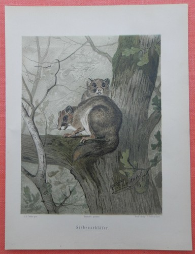 Siebenschläfer glis - siebenschläfer,