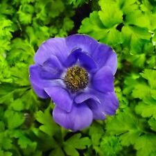 @ (◕‿◕)\@  Anemone " Mr. Fokker " Liefertermin