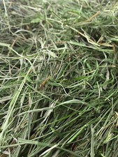 Heu fein & blattreich * 2. Schnitt * garantiert sehr grün (ca. 16kg)