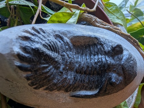 Trilobit versteinerung fossil - trilobit,