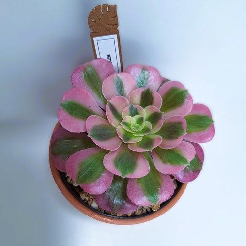 Aeonium medusa - aeonium, ‘medusa’