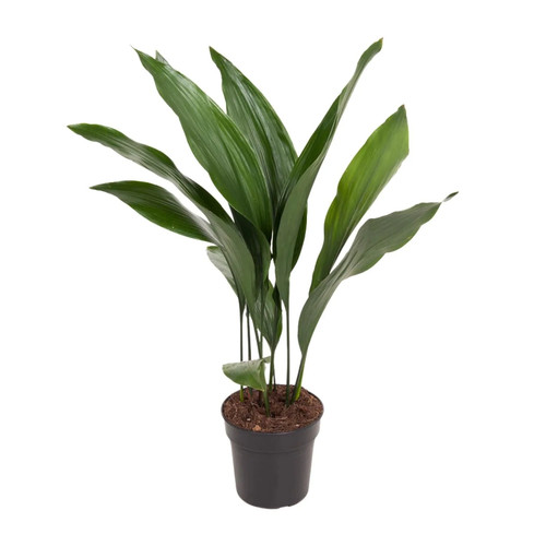 Aspidistra elatior - aspidistra, –