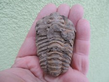 schöner Trilobit (Calymene)