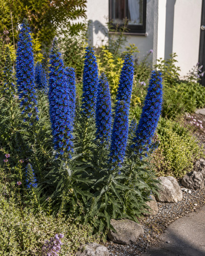 535w echium wildpretii blue - tt,