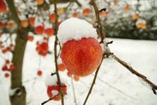 Winter-Apfelbaum Stecklinge  winterharte Pflanzen Blumen für den Garten
