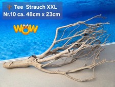 🪴 XXL Tee Strauch Aquarium