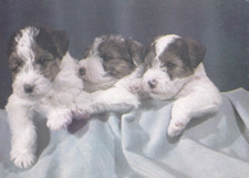 Fox Terrier   Postkarte  ***      Postcard  3 ***  RARE