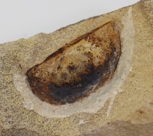 Brachiopode chonetes sp - chonetes,