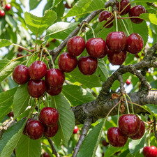 Kirschbaum Hedelfinger