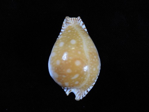 Muschel cypraea guttata - muschel,