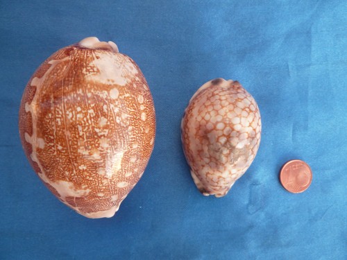 Kauri muschel - 2x, kauri-muschel