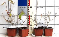 Viburnum plic."Watanabe"