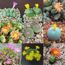 Conophytum-Mischsamen, Conophytum Samen, Lebende Steine, Lithops Samen