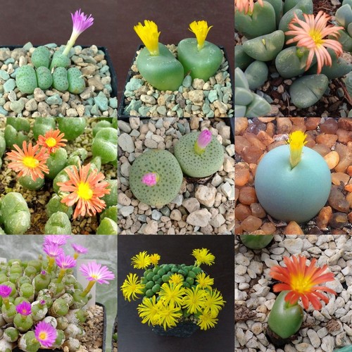 Conophytum-Mischsamen