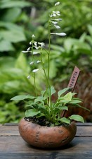 Hosta Funkie " Teaspoon " , 20